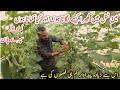 Cucumber farming tunnel farming     ir farm