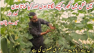 Cucumber farming |Tunnel farming |کھیرے کی ٹنل فارمنگ |IR FARM