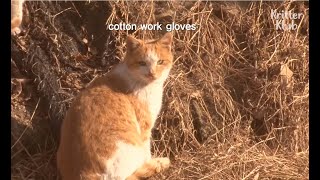 Catin Eksantrik Yoluna Sahibine Takdir Gösterme Kritter Klub