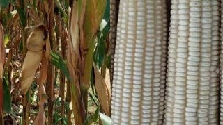 How to HARVEST over 52 to 93 BAGS OF MAIZE PER ACRE. PART 5 ksh 100,000 profit