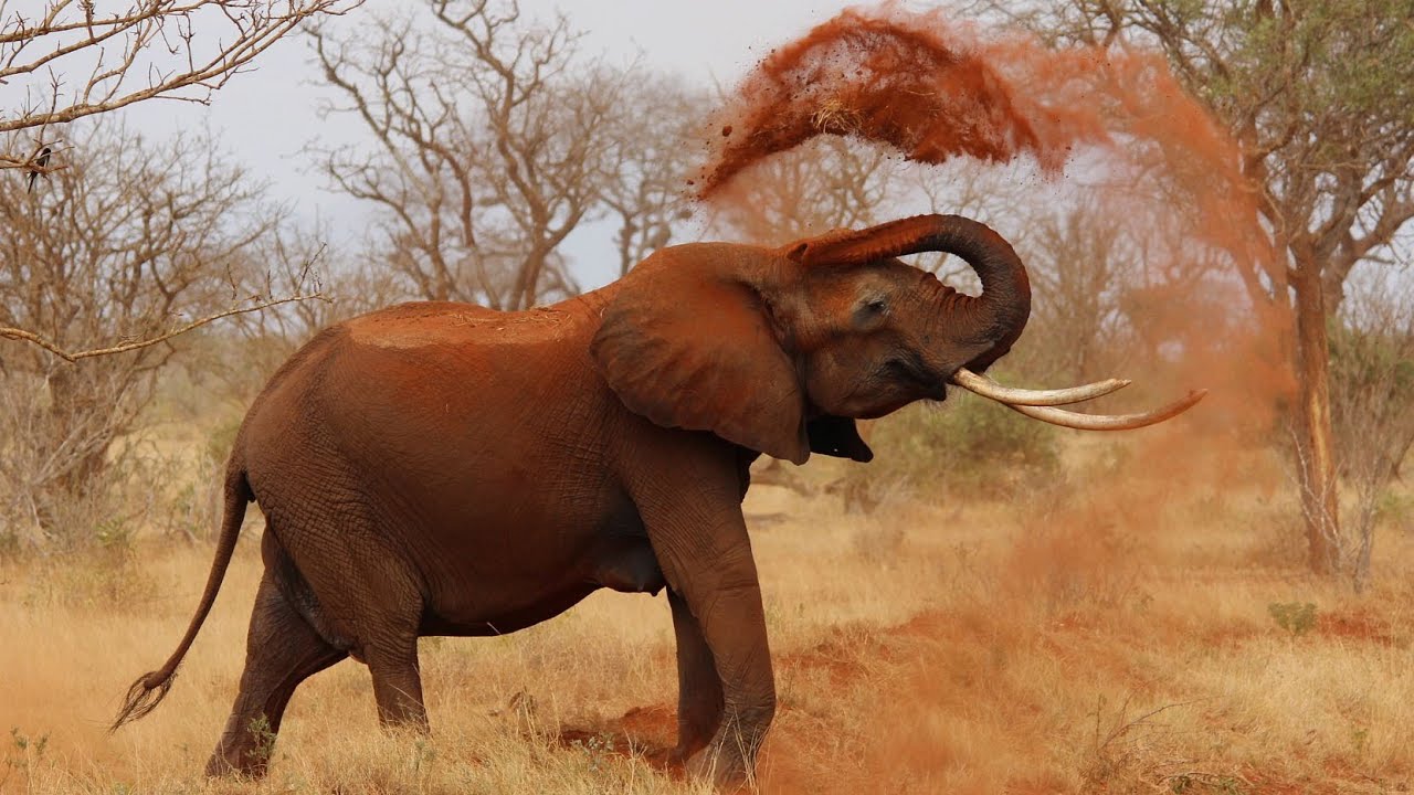 Giants of the Savannas: African Elephant Majesty | Wildlife Wonders