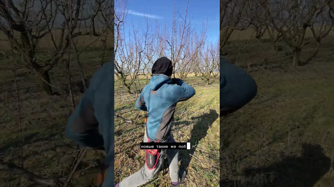 Радикальная обрезка старых и больных деревьев