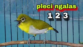 Pleci Ngalas Standar 123 Ketukan