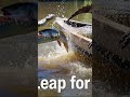 leap for live#shorts