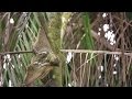 Animal Gliding Mechanisms and Evolution