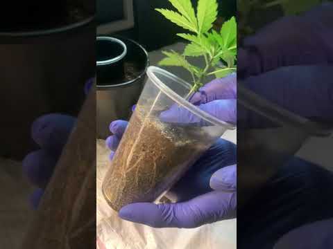 How to Transplant from solo cup to 1 gallon