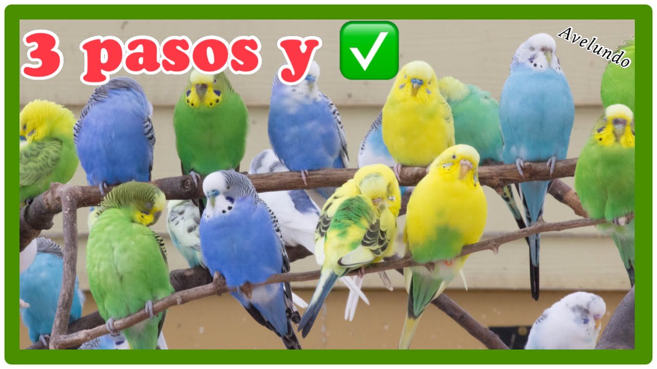 Cómo Hacer Que Dos Periquitos Críen en 3 pasos - YouTube