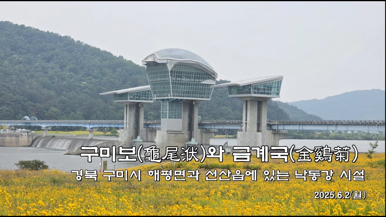 구미보(龜尾洑)와 금계국(金鷄菊)
