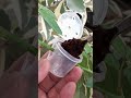 propagation rose plants using cocopeat and Thinwall as containers #plantpropagation #rosepropagation