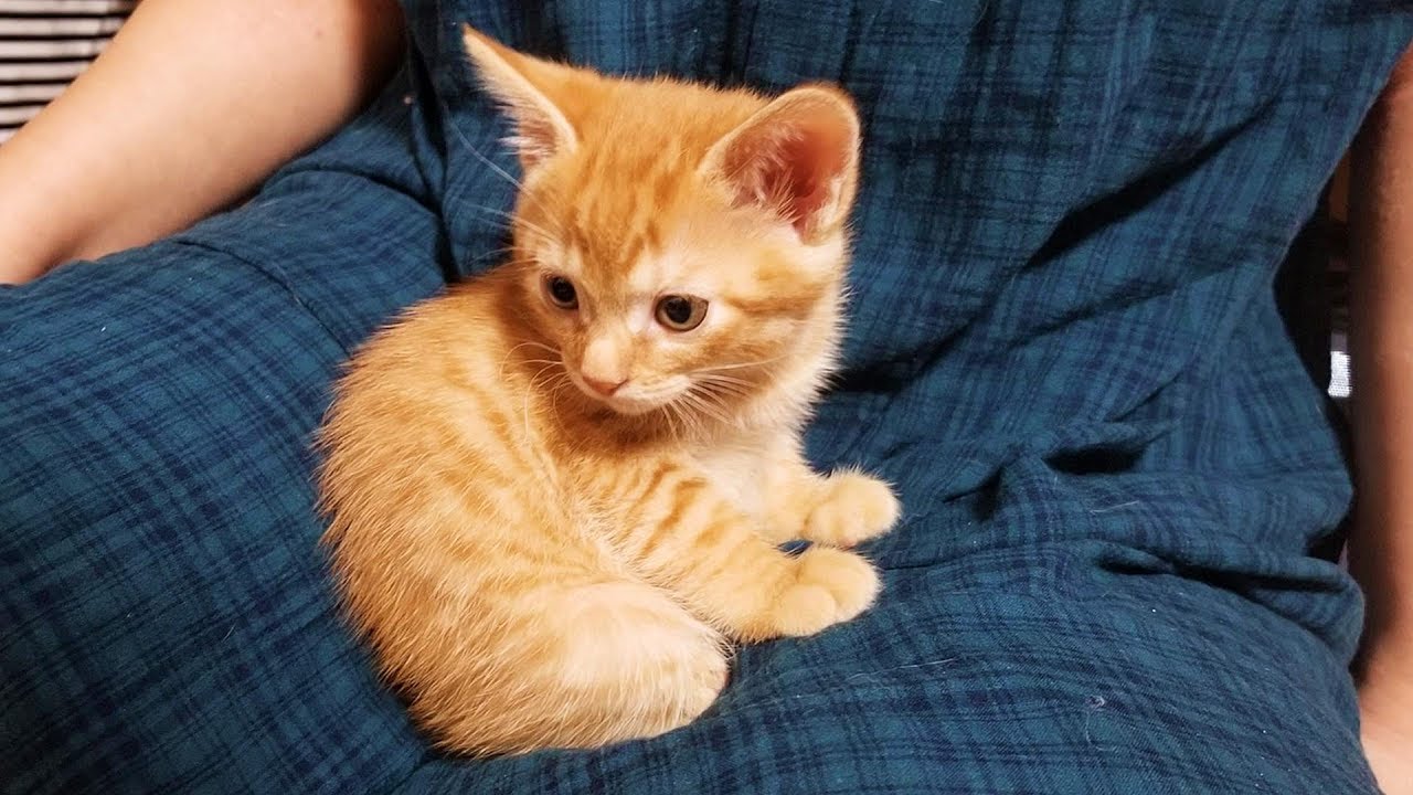 入浴 圧縮する 水星 白 猫 かぎしっぽ Akapera Net