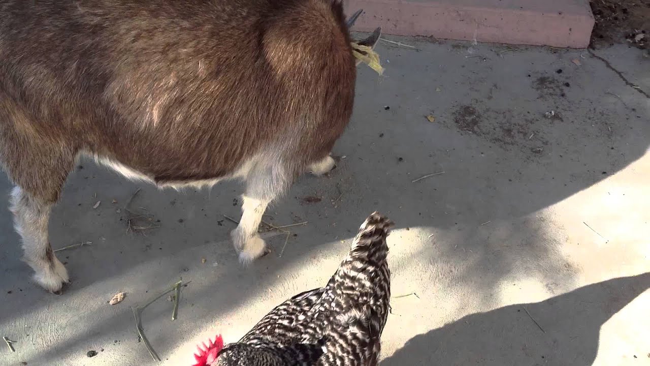 Goat and chicken fight