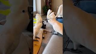 Two Kakudus Fight Over Who Is The Boss