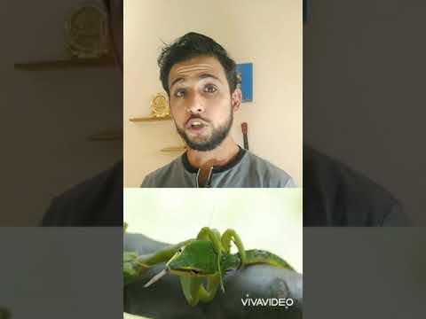 شاهد الجرادة الخضراء طلعت من اخطر الحشرات ع الارض 