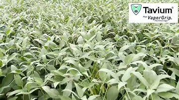 Weed Management in Dicamba Tolerant Soybeans