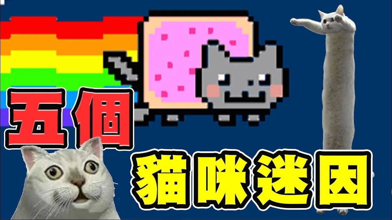 【迷因解密】 貓貓迷因大合集,五個貓咪迷因的起源 奇怪的知識增加了/ 女人吼貓/ 長貓/ Popcat /彩虹貓 - YouTube