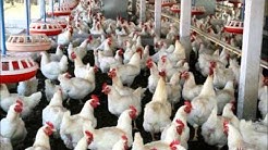 POULTRY TRAINING LITERATURE CONTACTS DR.ASHRAF SAHIBZADA.wmv
