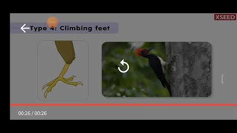 class 3, Block 3:3 Environmental science, FEET AND CLAWS OF BIRDS