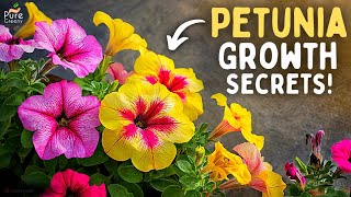 The Ultimate Guide On Petunia Flower Plant Care 7-Growth Hacks