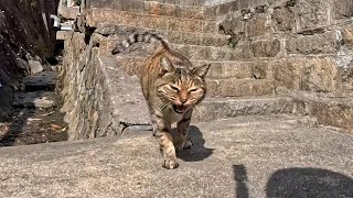 お寺の細道を歩いていたら階段の上から猫がモフられに降りてきた