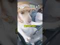 愛犬に運転任せてみた結果がヤバい