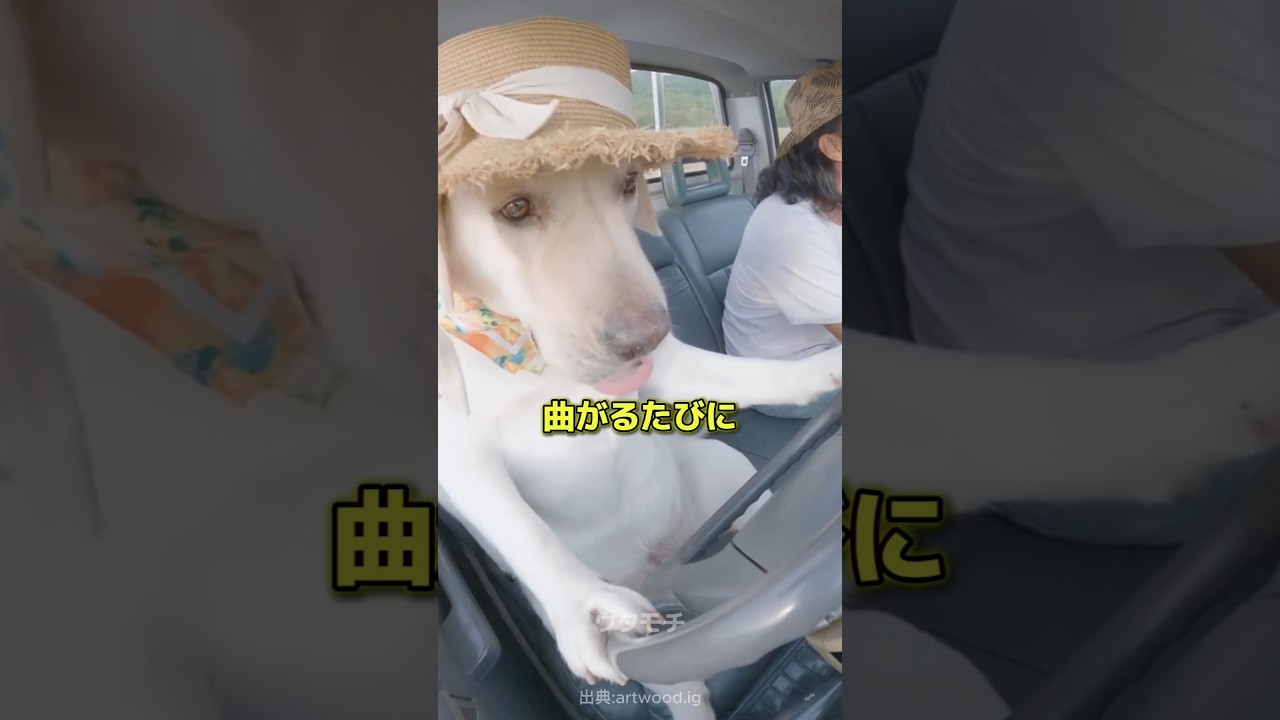 愛犬に運転任せてみた結果がヤバい