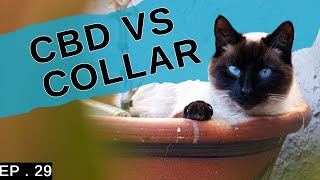 Which is better? Calming collar vs CBD (Interesting results)