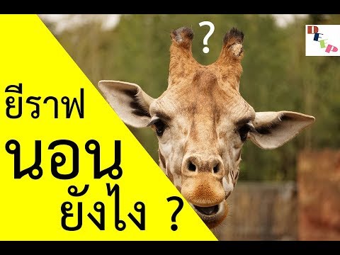 วีดีโอ: ยีราฟนอนหลับอย่างไร