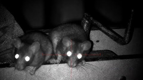 Pest control with Reximex and Pard combo’s