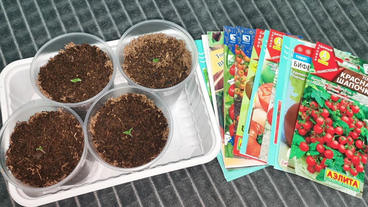 Взошли томаты сезон 2026 какие помидоры выбрали для теплицы по вашим советам!