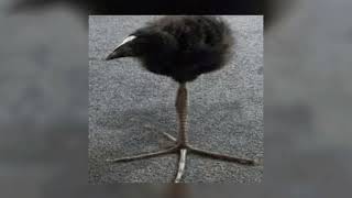 Trablabla Funk fanmade  Wxchsxn