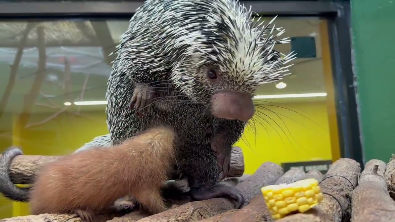 Baby Prehensile-Tailed Porcupine Nurses From Mom at the Smithsonian's National Zoo
