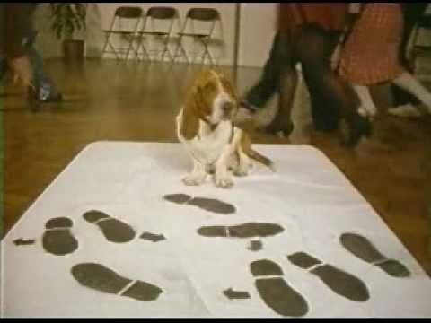 Henry the Dog's Dance Lesson Herb Adcox Chevrolet ...