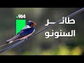 شعار الخطوط الجوية العراقية   طائر السنونو حالتي