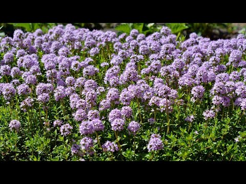 Video: Timijan, Metvica, Matičnjak. Obrasci Sadnje Začina