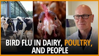 Risks of H5N1 bird flu in dairy, poultry, and people