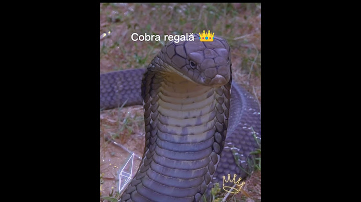 Cobra regală 👑