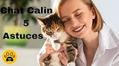 Pourquoi Votre Chat N Est Pas Calin Youtube Pourquoi Votre Chat N Est Pas Calin Youtube