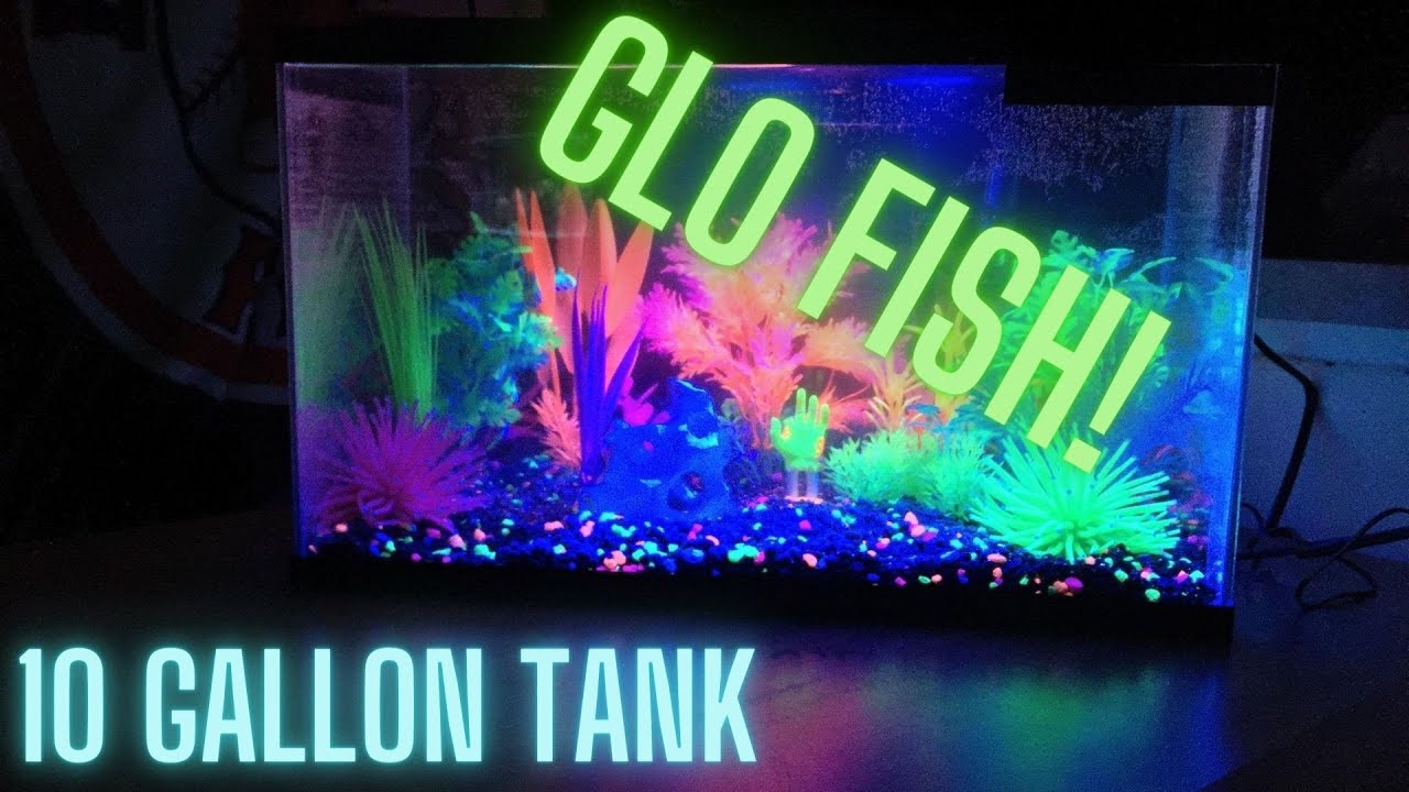 10 GALLON GLO-FISH TANK AQUARIUM! RUN THROUGH AND ADVENTURES