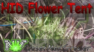 HID Flower Tent, 1/29/2017