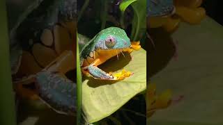 MY FROG IS GRUMPY! PLEASE EAT AND DON&#39;T BE MAD AT ME! Fringed Leaf Frog Feeding #shorts