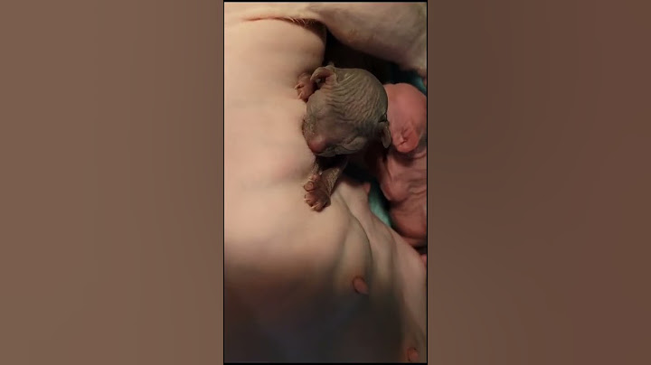 Video 2800431: newborn sphynx, kitten