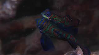 2019 Dive site "Rainbow reef" Mandarinfish Dive - One of Yap´s Best
