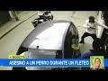 Asesinó a un perro durante un hurto y lo meten preso.