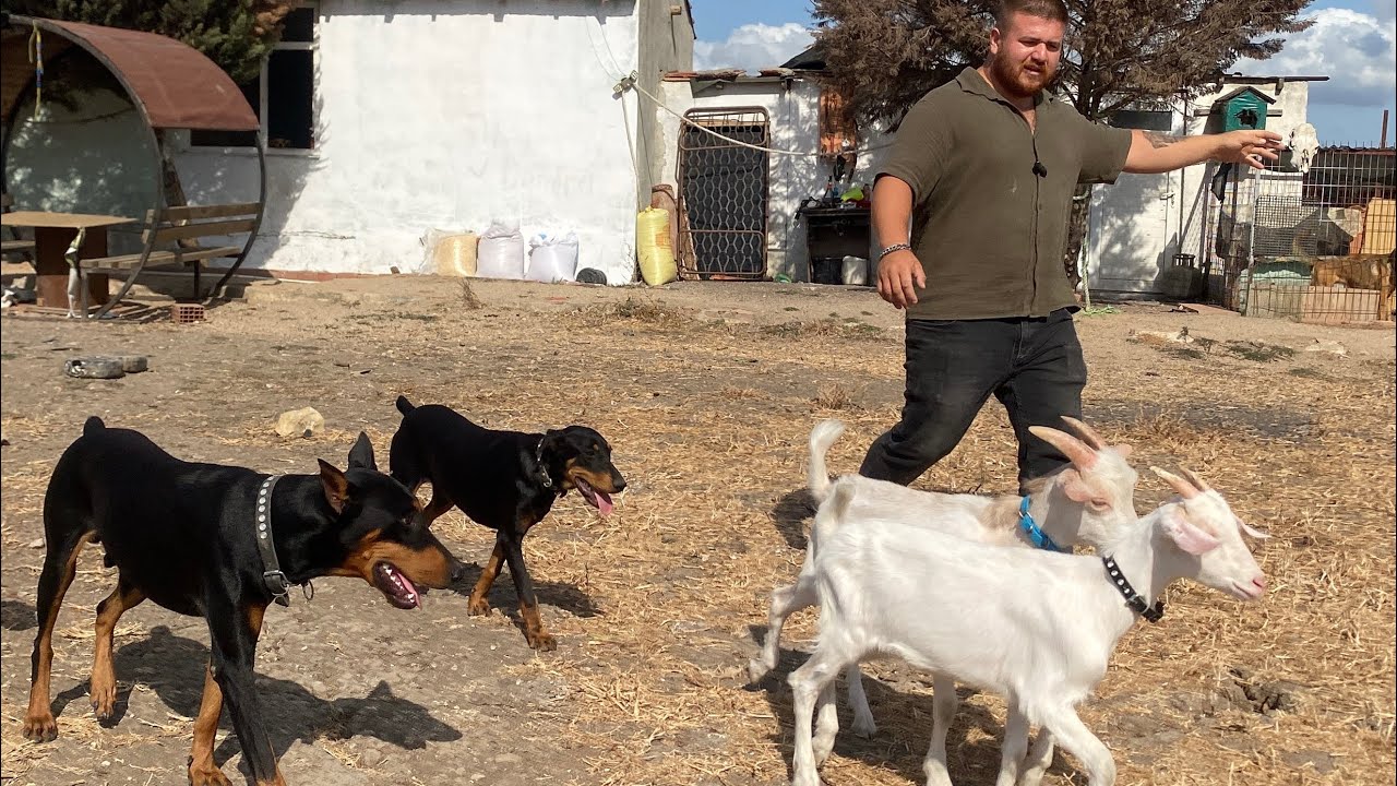 KEÇİLERİ KÖPEKLERİN ARASINA SALDIM EŞEK FAYSAL EŞLEŞMEYE ÇALIŞTI!
