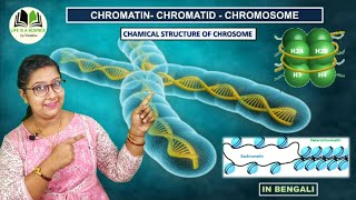 Chromatin-Chromatid-Chromosome | Chemical structure of CHROMOSOME | Genetics | in bengali
