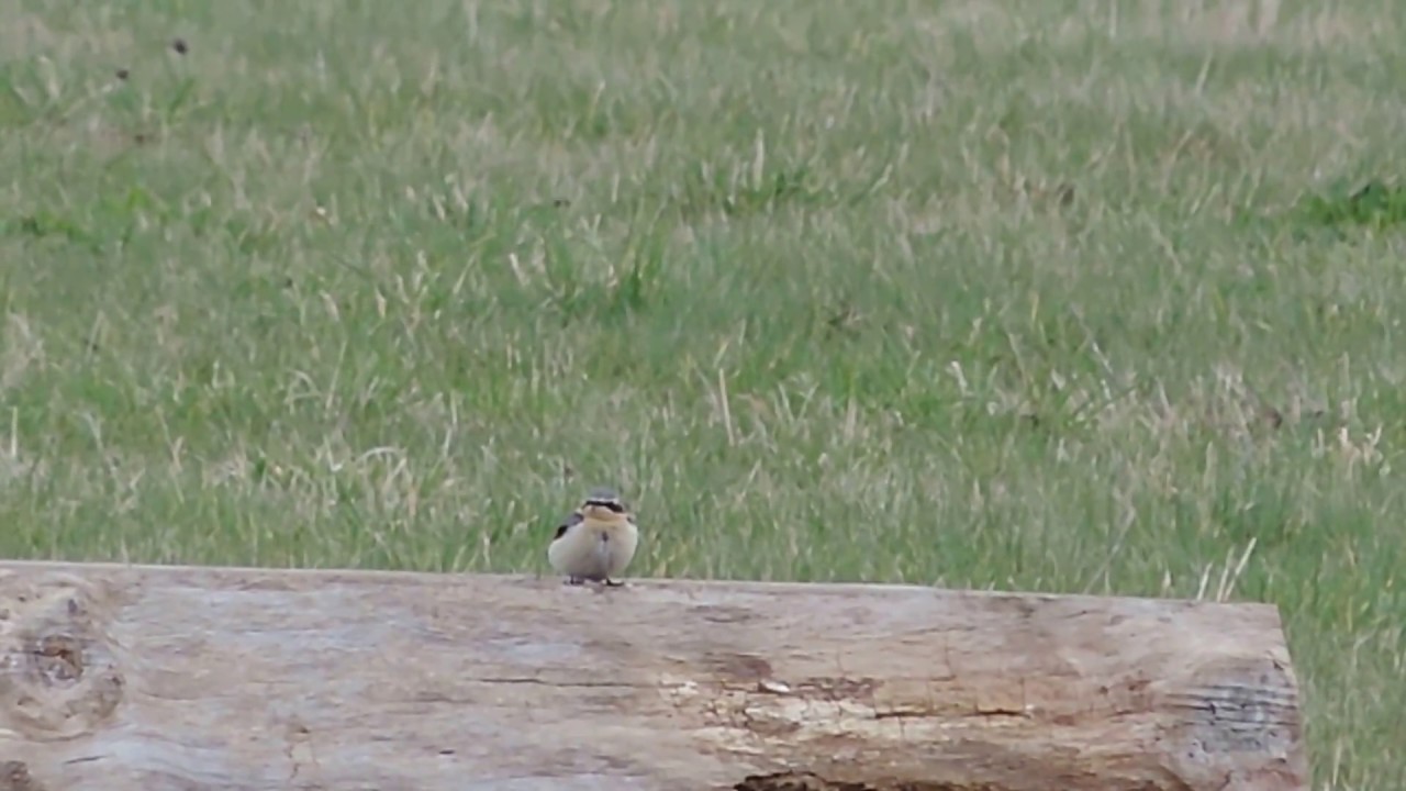 Wheatear in West Clandon