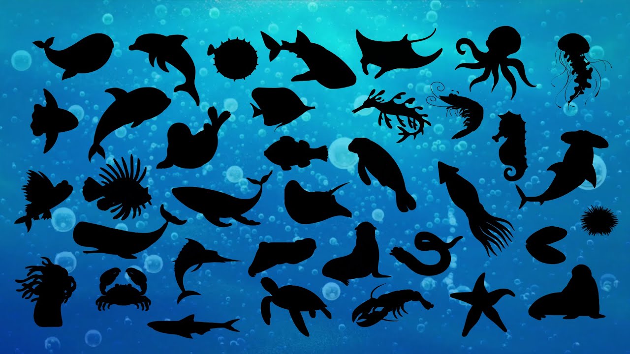 Adivinhe a Sombra dos Animais Marinhos 🐋 | Jogo Educativo Infantil