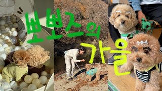 3주 동안의 강아지 일상 기록🐾ㅣ허덕구마켓ㅣ소프트앤웜띵스ㅣ논현동 방앗간ㅣ홍천 가을 캠핑