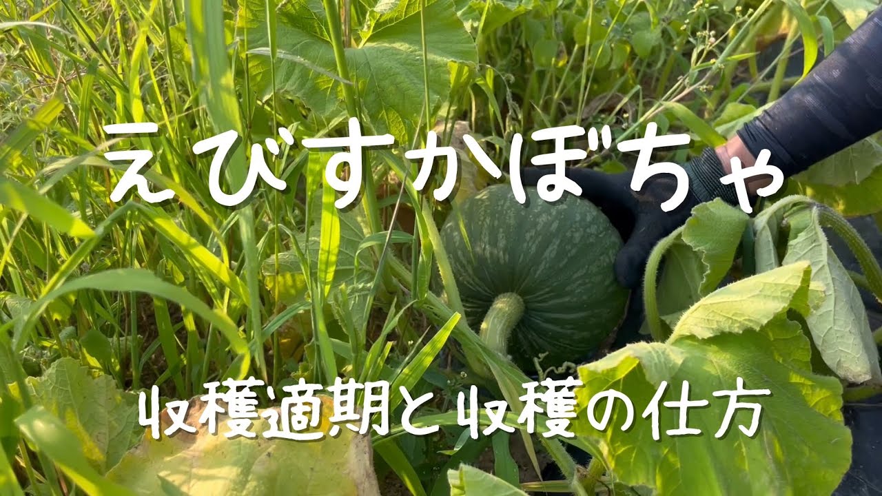 えびすかぼちゃ収穫 - YouTube