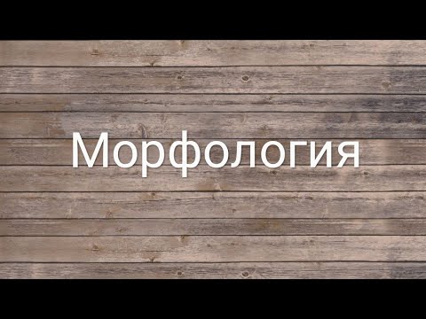 14 Морфология